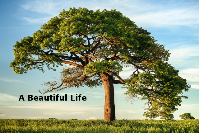 A Beautiful Life