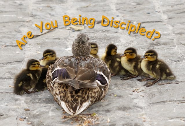 Are You Being Discipled?